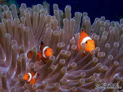 'Three Nemos' (Amphiprion ocellaris) - Moyo island, Indon... by Marco Waagmeester 